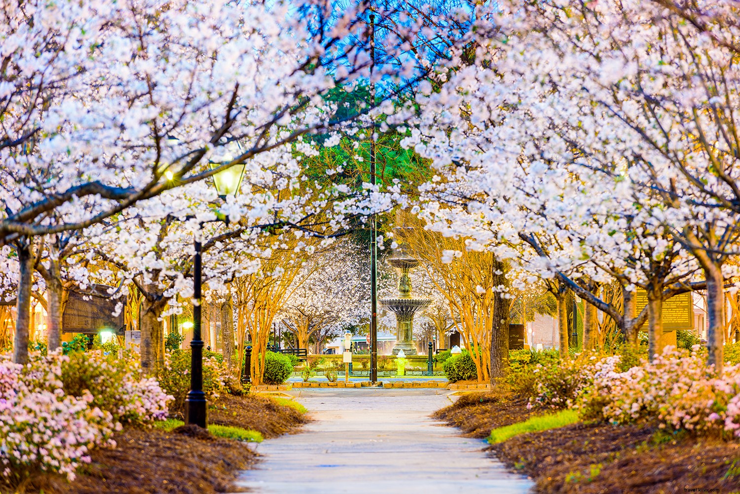 Les meilleurs endroits pour voir les cerisiers en fleurs dans le monde 